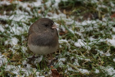 Junco ardois (Dark-eyed Junco)