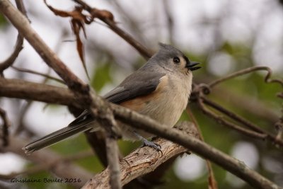 Mésange bicolore (Tufted Titmouse)