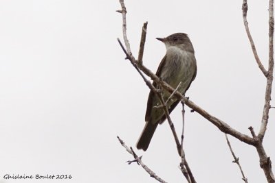 Pioui de l'Est (Eastern Wood-Pewee)