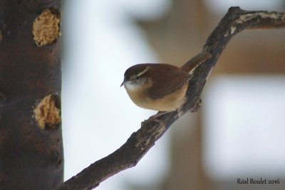 Troglodyte de caroline (Carolina Wren)