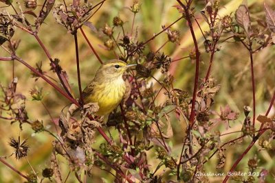 Paruline  couronne rousse (Palm Warbler)