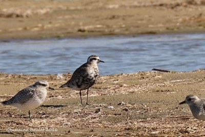 Pluvier bronzé (Lesser Golden-Plover)