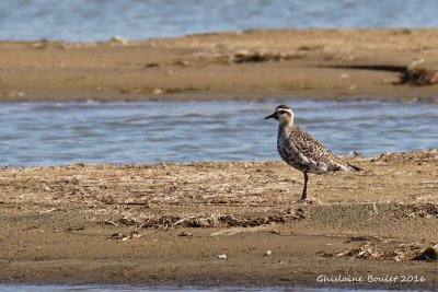 Pluvier bronz (Lesser Golden-Plover)