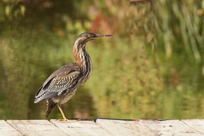 Hron vert (Green-backed Heron)