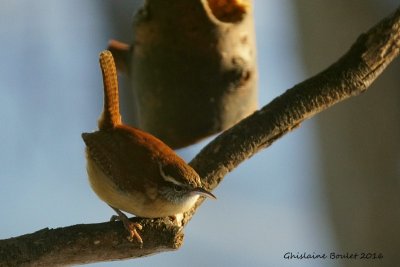 Troglodyte de caroline (Carolina Wren)