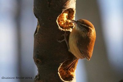 Troglodyte de caroline (Carolina Wren)