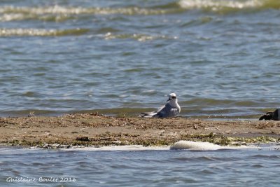 Sterne de Forster Forster's Tern