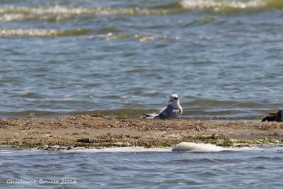 Sterne de Forster Forster's Tern 