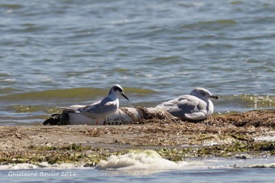 Sterne de Forster Forster's Tern 