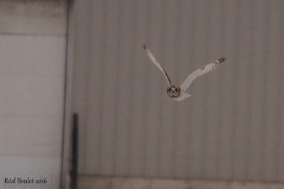 Hibou des marais Short-eared Owl