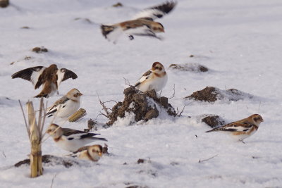 Plectrophane des neiges (Snow Bunting)