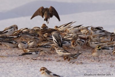 Plectrophane des neiges (Snow Bunting)