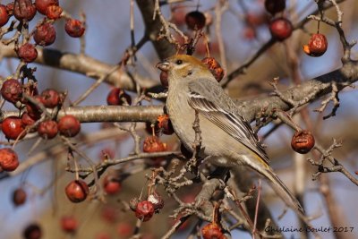 Durbec des sapins (Pine Grosbeak)