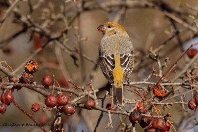 Durbec des sapins (Pine Grosbeak)