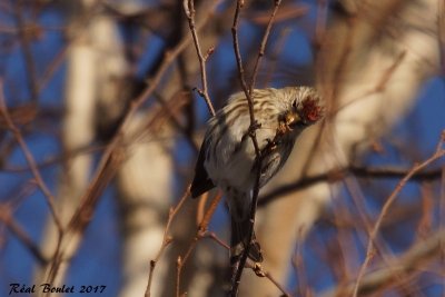 Sizerin flammé (Common Redpoll)