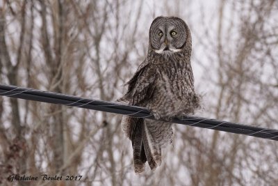 Chouette lapone (Great Gray Owl)