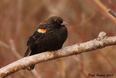 Carouge  paulettes (Red-winged Blackbird)