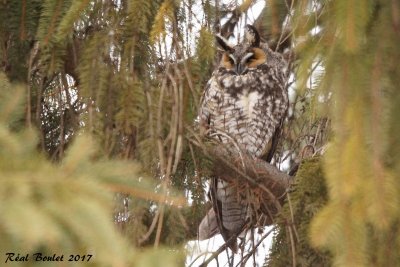 Hibou moyen-duc (Long-eared Owl)