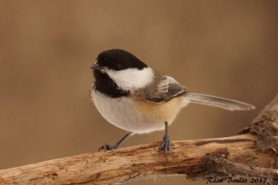 Msange  tte noire (Black-capped Chickadee)