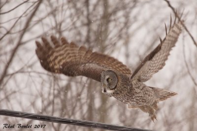 Chouette lapone (Great Gray Owl)