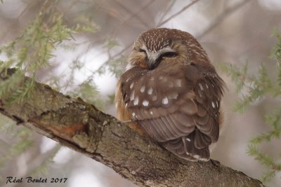 Petite Nyctale (Northern Saw-whet Owl) 