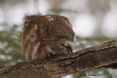 Petite Nyctale (Northern Saw-whet Owl) 