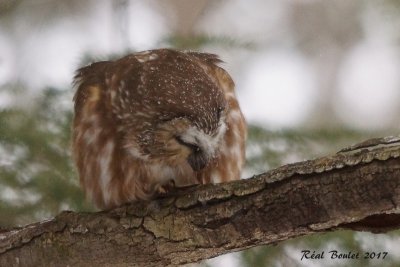 Petite Nyctale (Northern Saw-whet Owl) 
