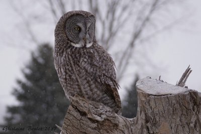 Chouette lapone (Great Gray Owl)