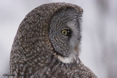 Chouette lapone (Great Gray Owl)