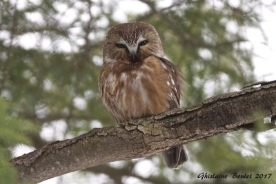 Petite Nyctale (Northern Saw-whet Owl)