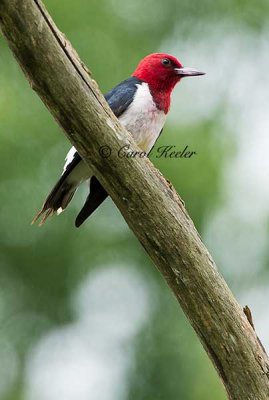 Red Headed Woodpecker Sitting 