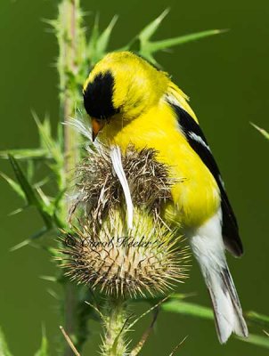 Goldfinch Eating Thistle