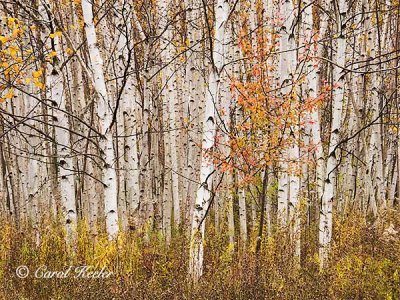 Fall Birches