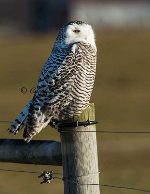 Snowy Owl, First Year Female