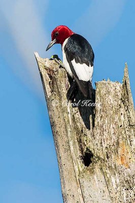 Gallery: Red Headed Woodpecker