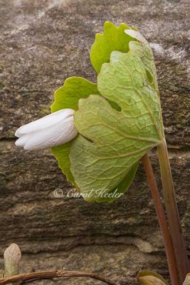 Leaning Bloodroot Bud