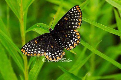 Baltimore Checkerspot Butterfly