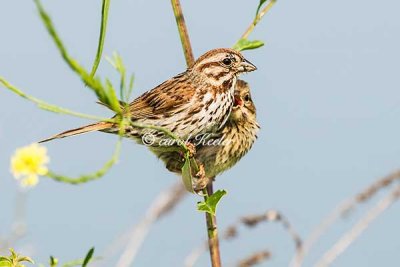 Song Sparrow and Baby 