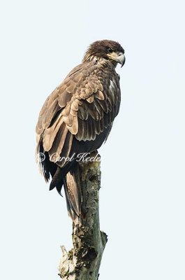 Watchful Immature Bald Eagle