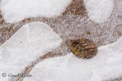 Leaf Trapped in the Ice 
