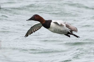Canvasback Flyby 
