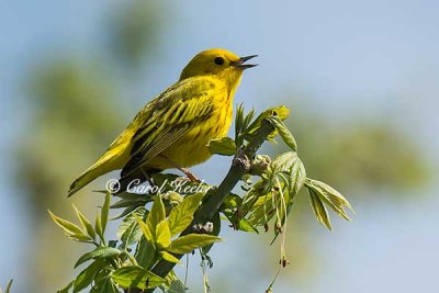Singing Yellow Warbler
