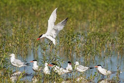 Caspian Tern Landing 