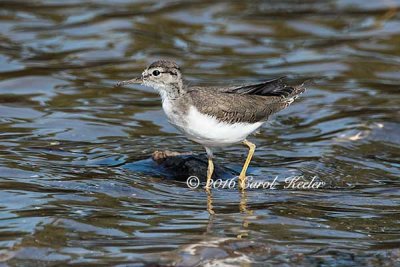 Young Spotted Sandpiper