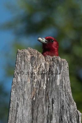 Gallery: Red Headed Woodpecker