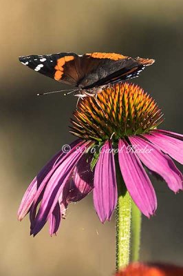 Red Admiral Wings Open