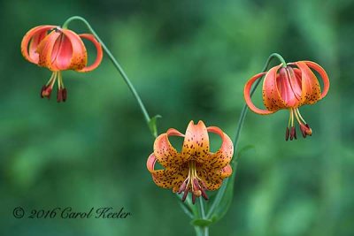 Canada Lilies 