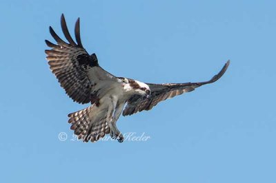 Osprey Hovering 