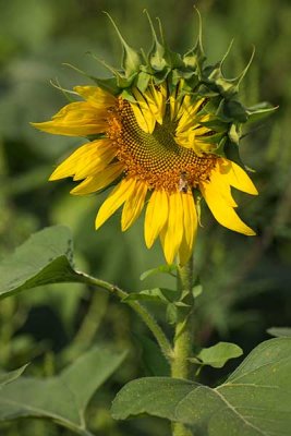 Bashful Sunflower 