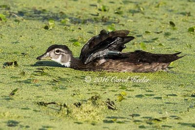 Young Wood Duck Stretch 